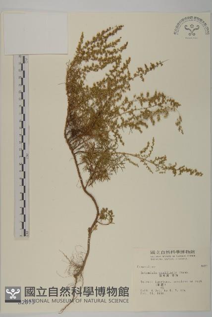 茵蔯蒿藏品圖，第1張