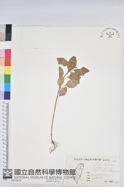 白苞猩猩草藏品圖，第1張