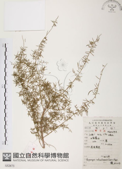 天門冬藏品圖，第1張