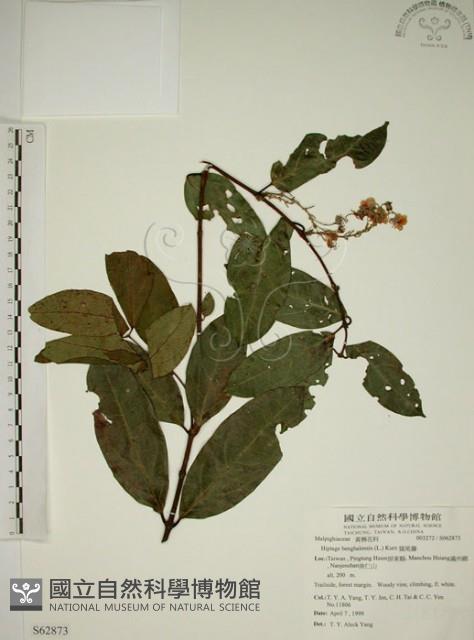 猿尾藤藏品圖，第1張