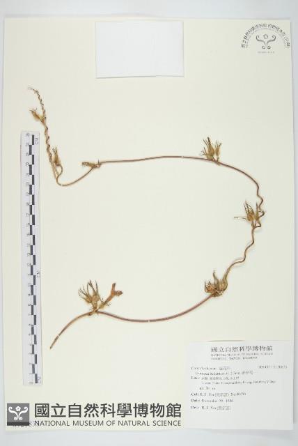 碗仔花藏品圖，第1張