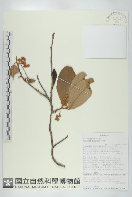 登錄號:S100873藏品圖，第1張