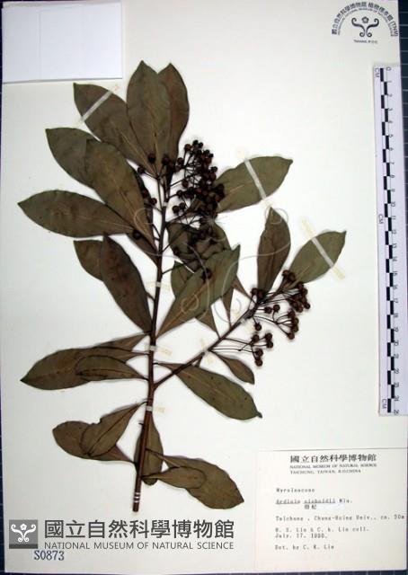 樹杞藏品圖，第1張