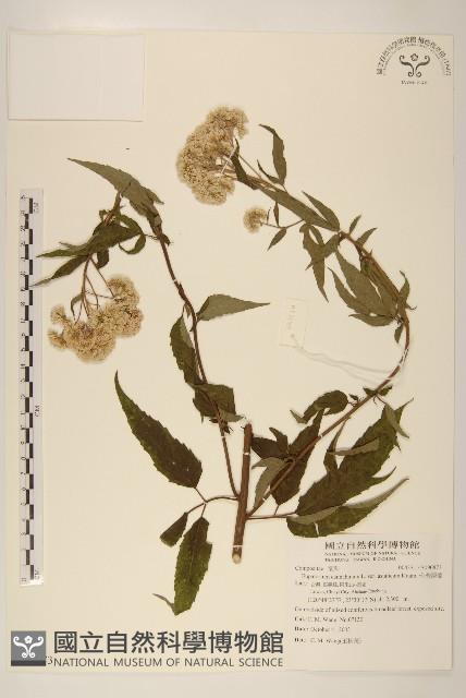 台灣澤蘭藏品圖，第1張