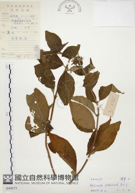 毛玉葉金花藏品圖，第1張