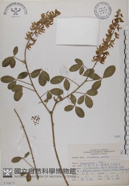 黃野百合藏品圖，第1張