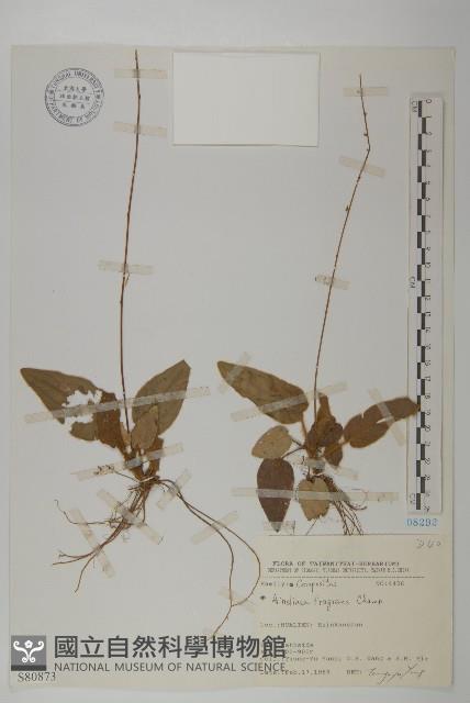 香鬼督郵藏品圖，第1張