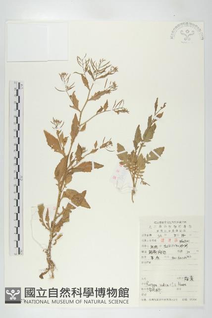 葶藶藏品圖，第1張