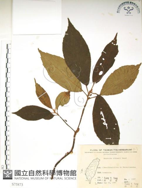 水冬瓜藏品圖，第1張