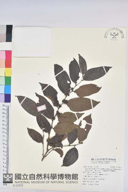 披針葉饅頭果藏品圖，第1張