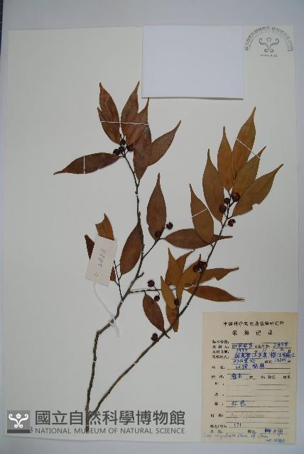 登錄號:S083873藏品圖，第1張