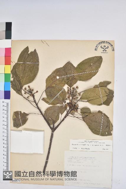 白臼藏品圖，第1張