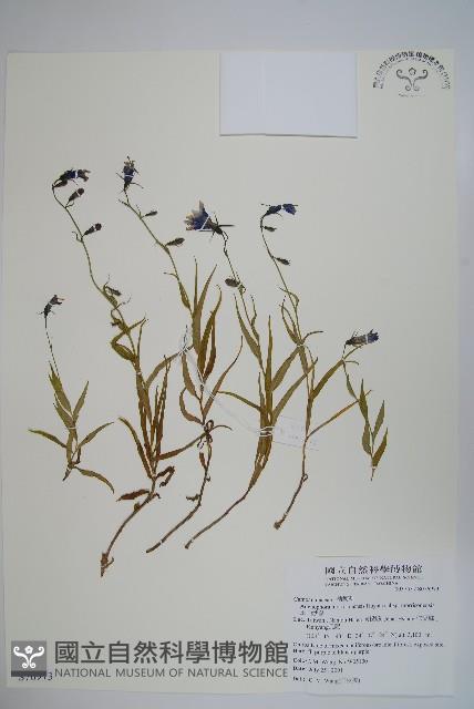 玉山沙參藏品圖，第1張