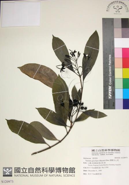 薄葉玉心花藏品圖，第1張