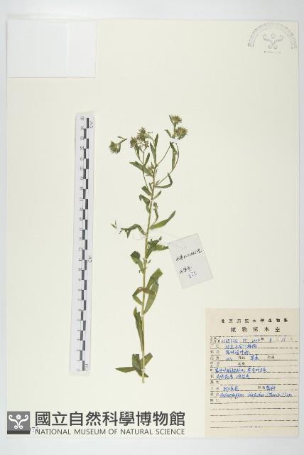 狗娃花藏品圖，第1張