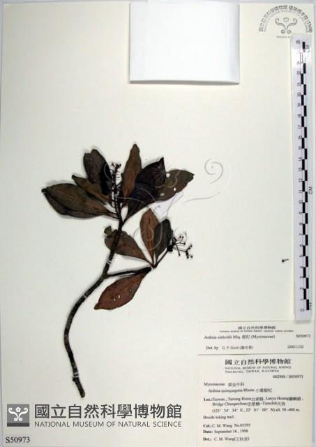 樹杞藏品圖，第1張