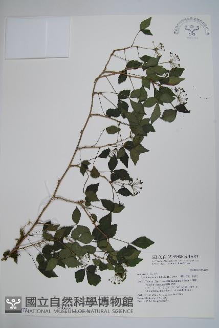 三葉五加藏品圖，第1張