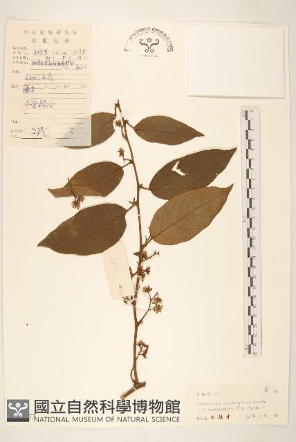細脈斑鳩菊、毒根斑鳩菊藏品圖，第1張