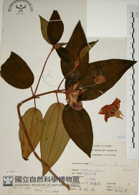 野牡丹藏品圖，第1張