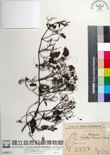 大肚山威靈仙藏品圖，第1張