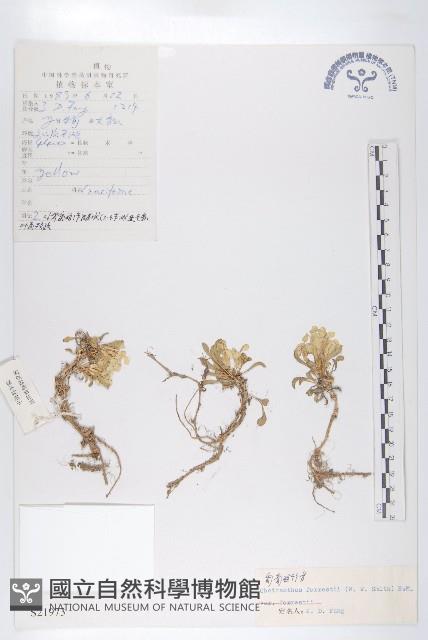 匍匐桂竹香藏品圖，第1張