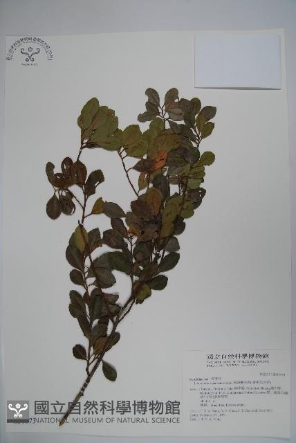 倒卵葉冬青、金平氏冬青藏品圖，第1張