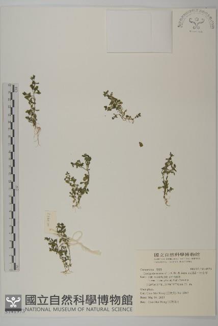 石胡荽、吐金草藏品圖，第1張