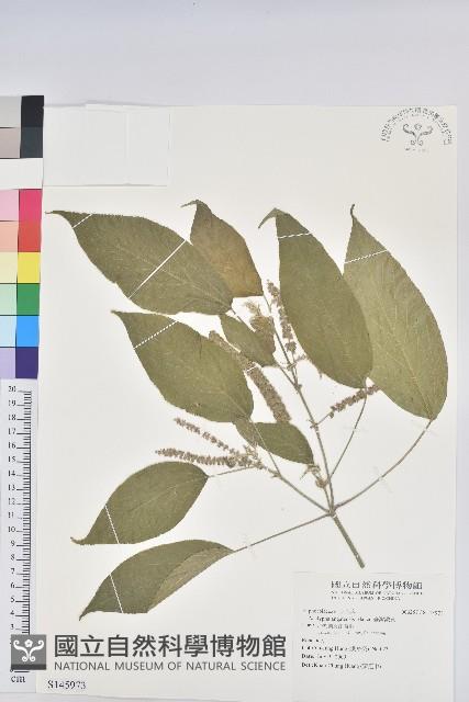 臺灣鐵莧藏品圖，第1張