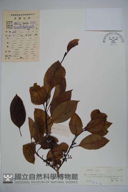 細果鐵冬青藏品圖，第1張