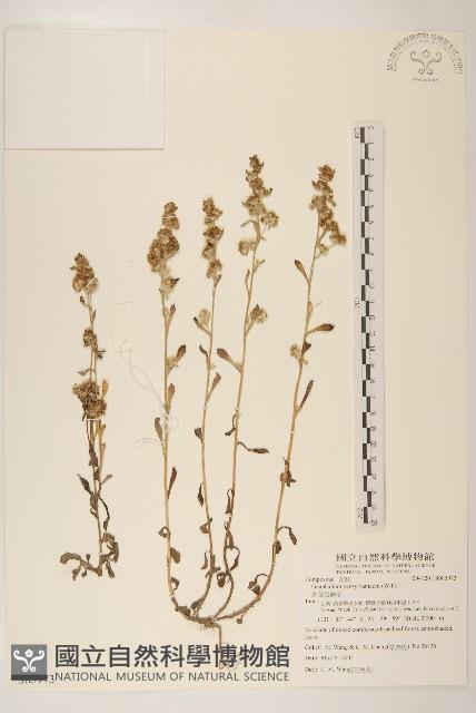 匙葉鼠麴草藏品圖，第1張