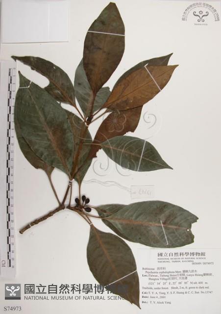 蘭嶼九節木藏品圖，第1張