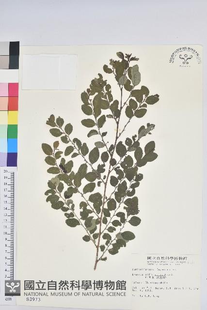 紅仔珠藏品圖，第1張