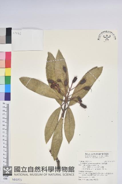 臺灣杜鵑藏品圖，第1張