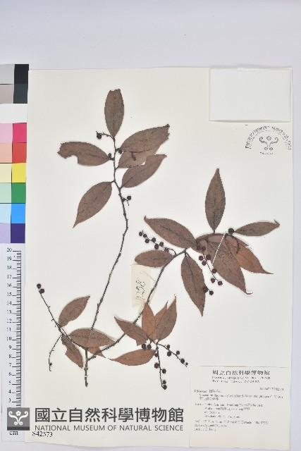 柔毛雲南越橘藏品圖，第1張