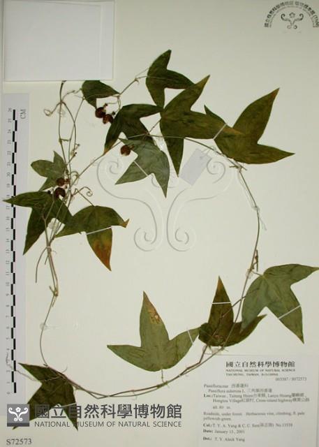 三角葉西番蓮藏品圖，第1張