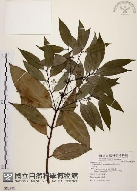 Indigenous Cinnamon Tree Collection Image