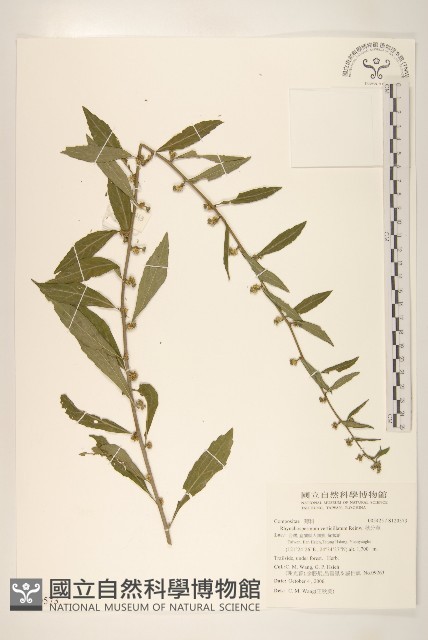 秋分草藏品圖，第1張