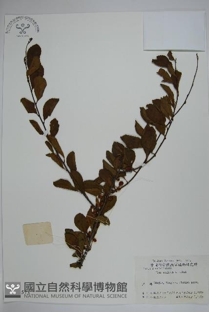 Accession Number:S020573 Collection Image, Figure 1, Total 2 Figures