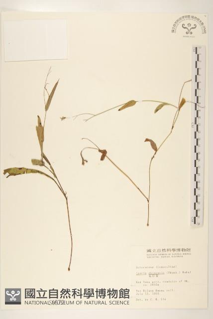 兔仔菜藏品圖，第1張