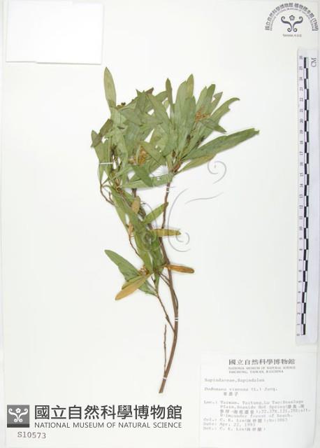 車桑子藏品圖，第1張