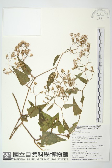 蔓黃菀藏品圖，第1張