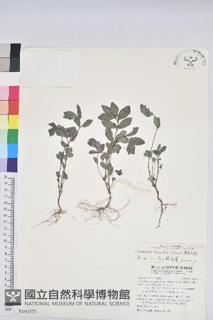 紫斑大戟藏品圖，第1張