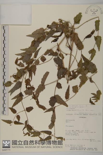 登錄號:S080573藏品圖，第1張