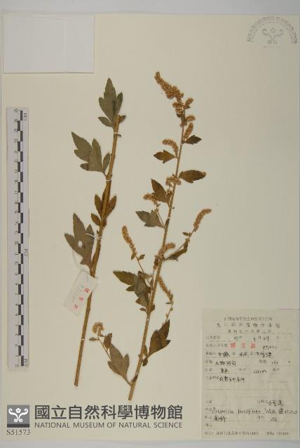 角菜、珍珠菜藏品圖，第1張