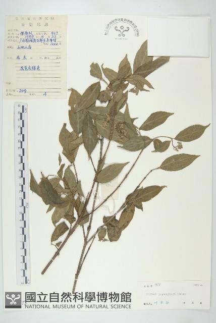 貴州四照花藏品圖，第1張