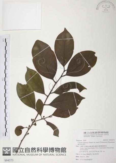森氏紅淡比藏品圖，第1張