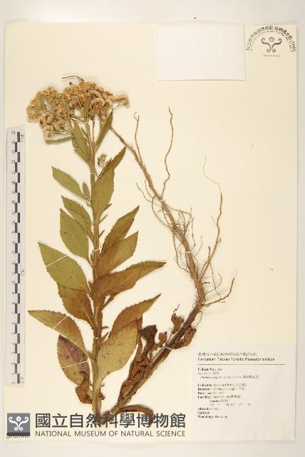 翼莖闊苞菊藏品圖，第1張