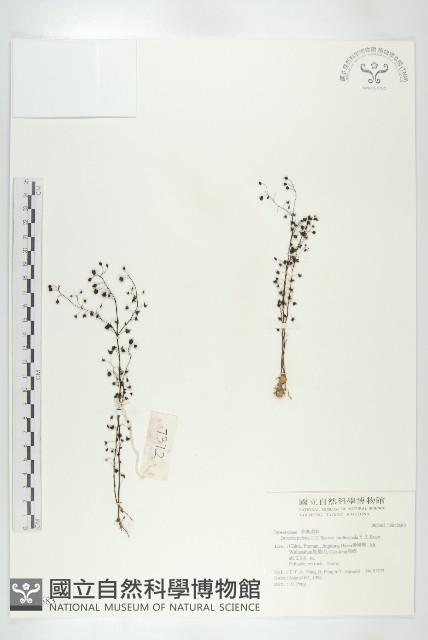 Accession Number:S042683 Collection Image, Figure 1, Total 2 Figures