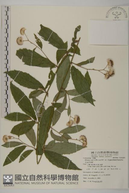 大頭艾納香藏品圖，第1張