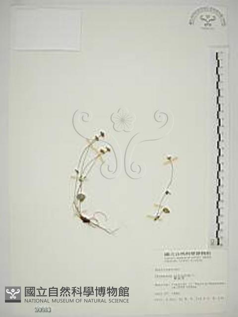 梅花草藏品圖，第1張